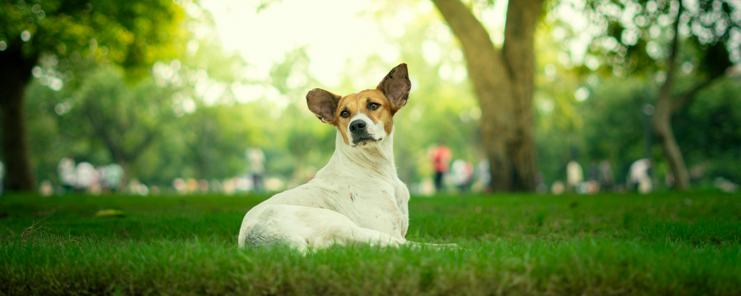 Why Do Dogs Circle Before Lying Down?