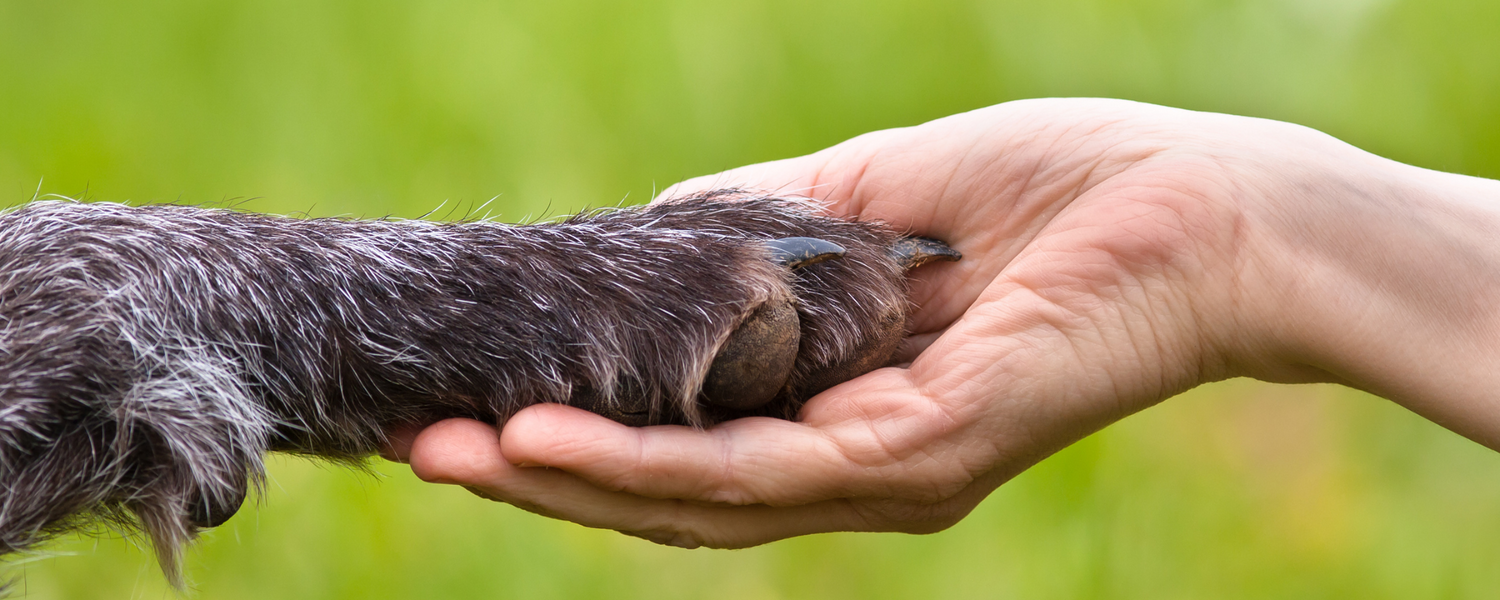 Dry Dog Paws? Here’s What to Put On Them