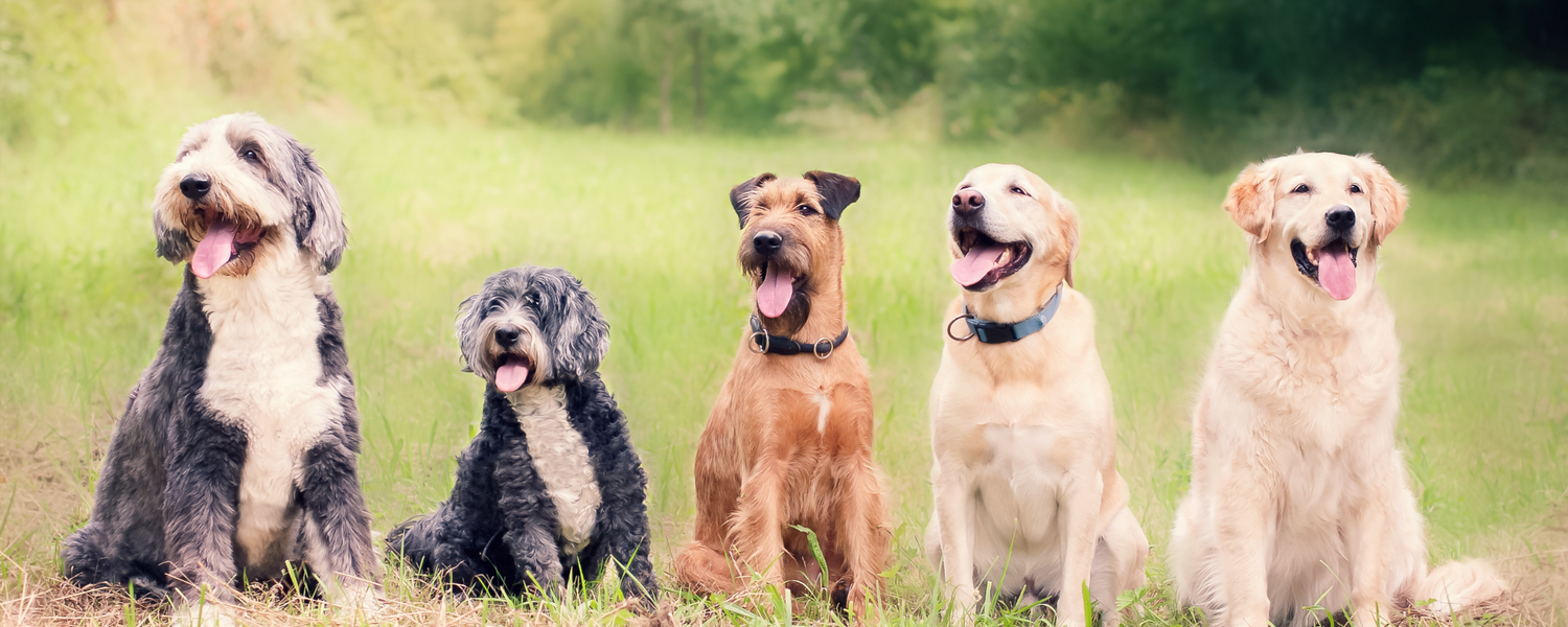 The Link Between Dog Supplements and Longevity: What Current Research Shows
