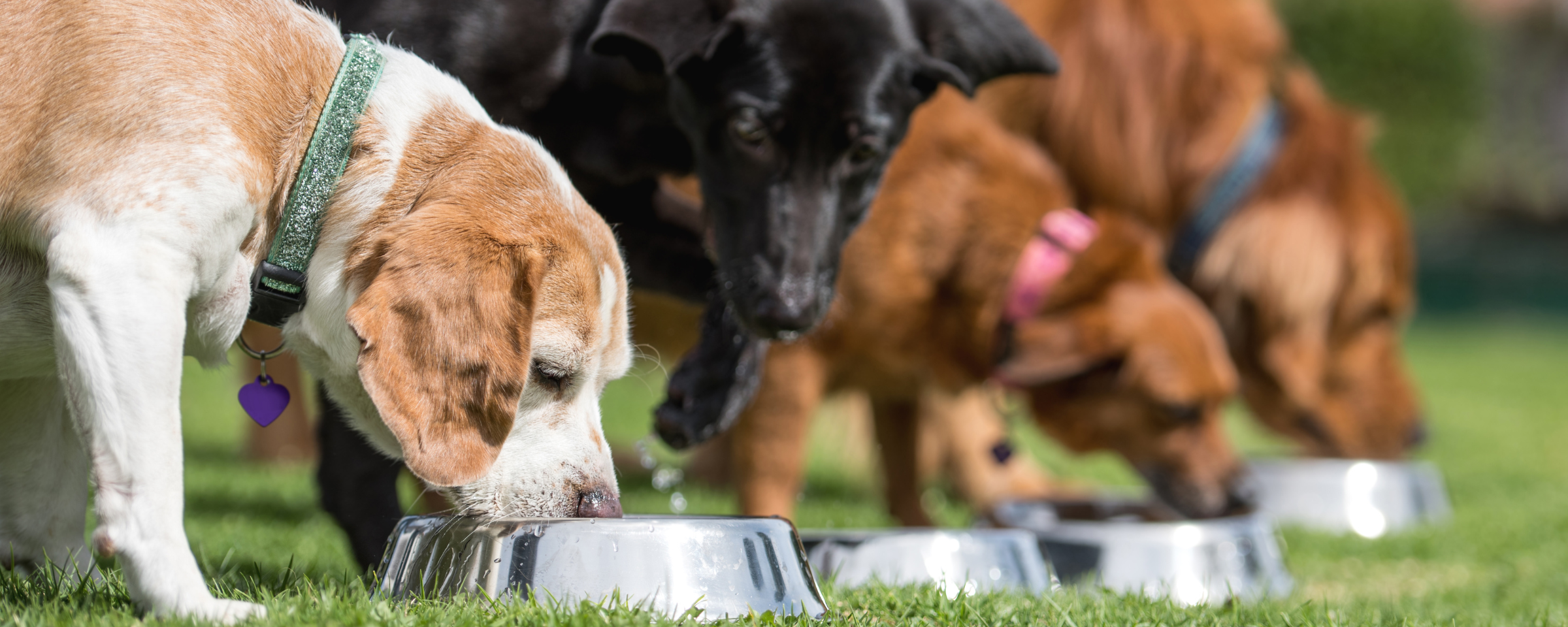 Supplements vs. Diet: What Does Your Dog Actually Need for Balanced Nutrition?