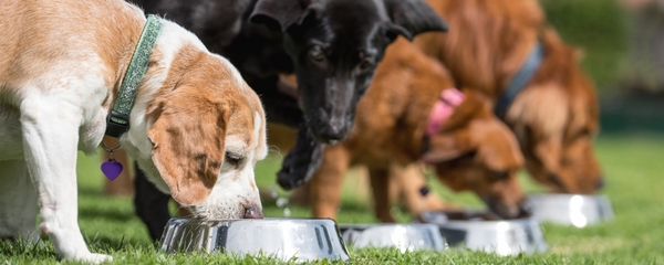 Supplements vs. Diet: What Does Your Dog Actually Need for Balanced Nutrition?