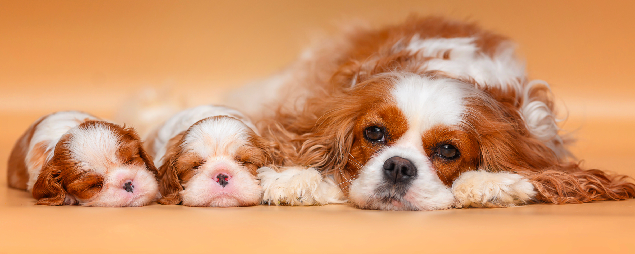 Are Dogs Aware of the Number of Puppies They Have? Discover the Truth