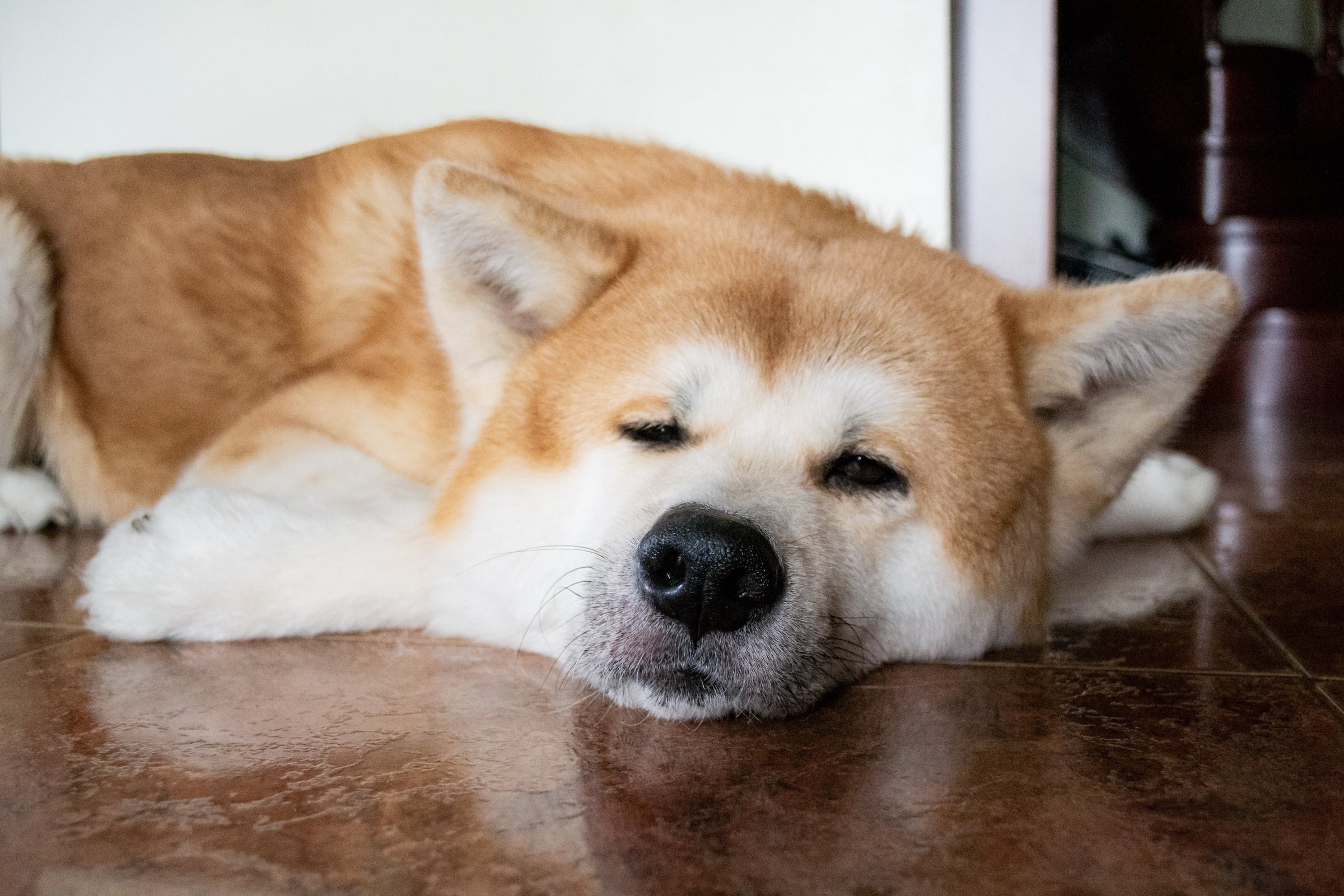 dog has bad gas suddenly feeling sluggish