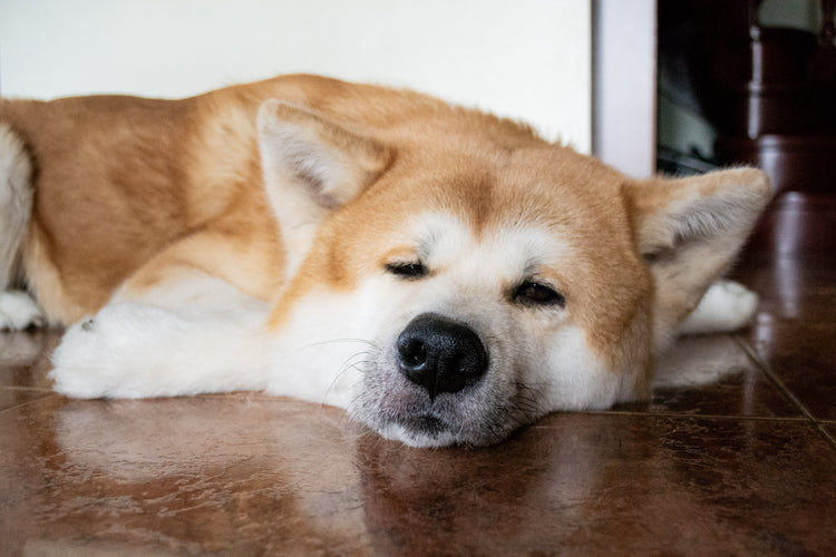 dog has bad gas suddenly feeling sluggish