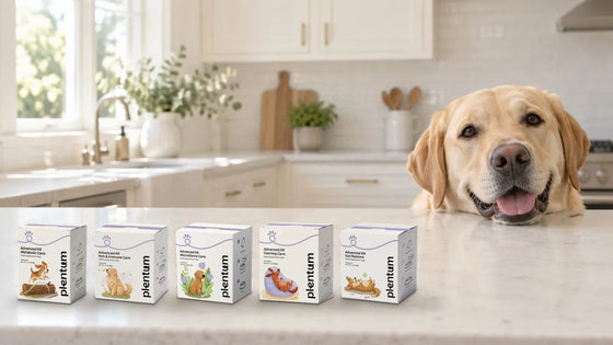 A yellow Labrador rests its chin on a kitchen counter beside the five Plentum formula boxes standing in a row