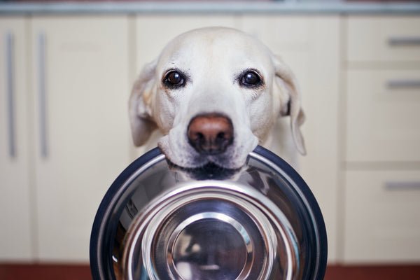 longevity supplements for dogs