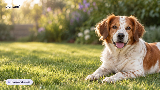 Happy spotted rust-and-white mixed-breed dog resting on sunlit grass in a leafy garden