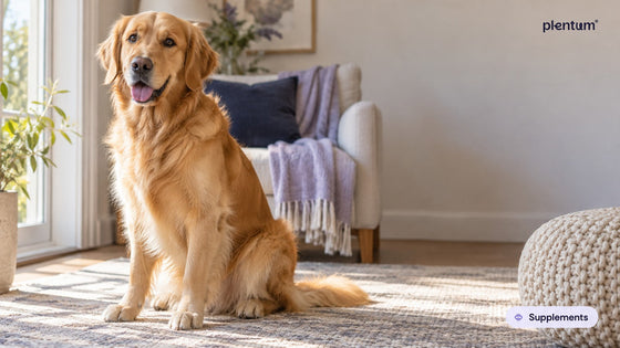 Golden retriever sitting upright on a sunlit living-room rug beside a sofa and a knit pouf, window light