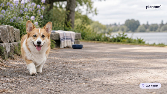 Pembroke corgi walking calmly toward the camera on a park path beside a lake