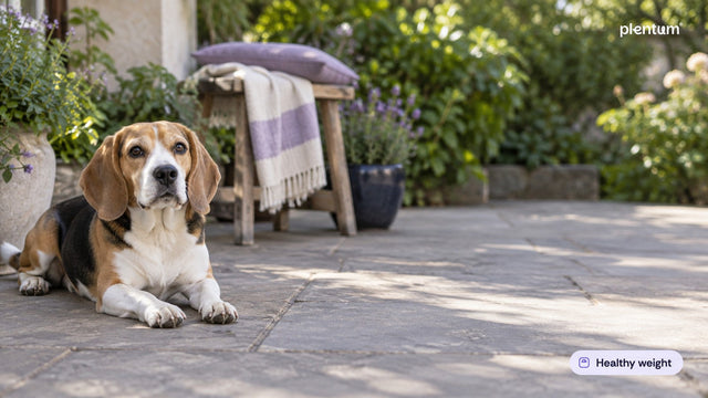 Beagle lying on a shaded stone patio beside a wooden stool and lavender, looking up attentively
