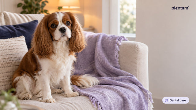 Cavalier King Charles spaniel sitting calmly on a cream sofa beside a lavender throw, relaxed