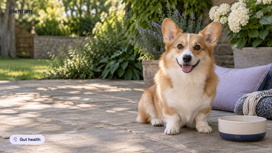 Pembroke corgi sitting on a patio beside an empty water bowl, a lavender cushion and garden plants