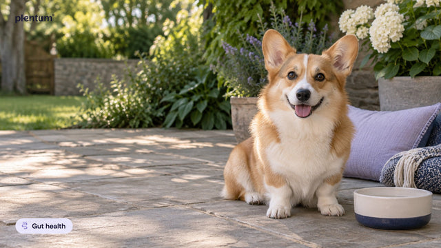 Pembroke corgi sitting on a patio beside an empty water bowl, a lavender cushion and garden plants