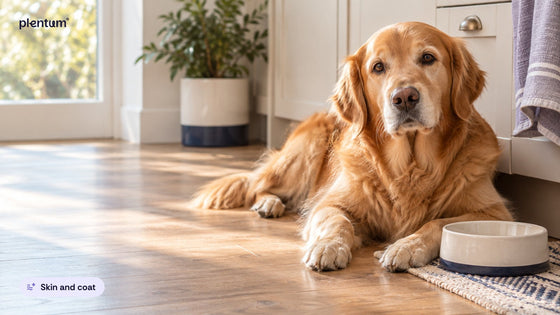 Golden retriever lying on a sunlit kitchen floor beside a plain ceramic water bowl and a potted plant
