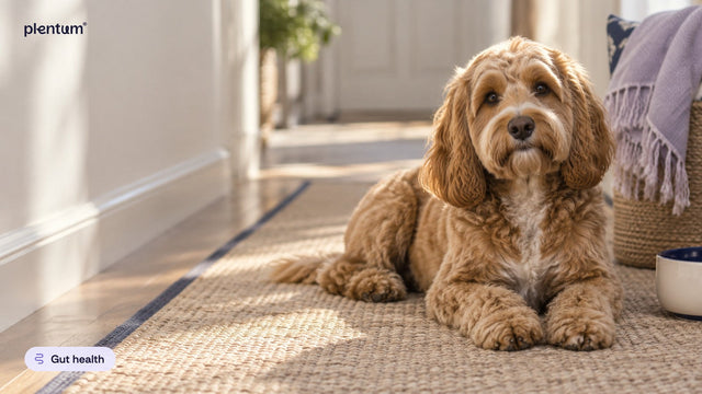 Cockapoo lying calmly on a sisal hallway runner beside a cream wall and a plain bowl