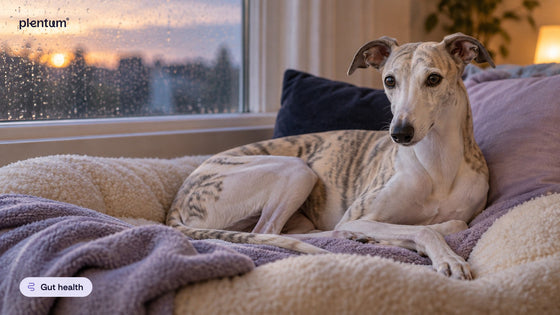Brindle whippet resting on a cream and lavender dog bed beside a rain-streaked window at dusk