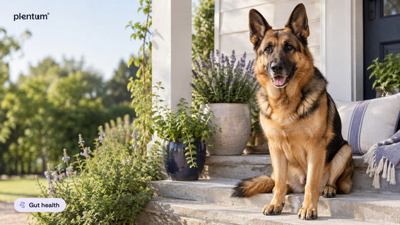 German Shepherd sitting calmly on a sunny porch step beside potted herbs and lavender
