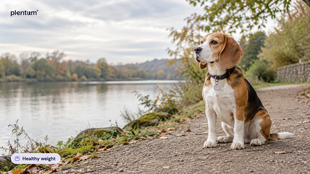 Beagle sitting on a gravel lakeside path in soft autumn light, calm and looking out over the water