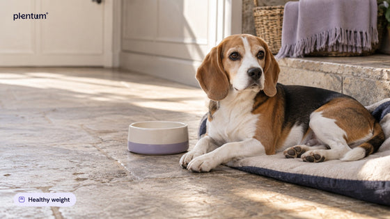 Beagle lying on a navy-edged mat on a sunlit kitchen floor beside an empty ceramic bowl