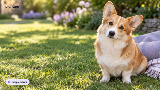 Pembroke corgi sitting on a sunny garden lawn with its head tilted beside a folded lavender blanket