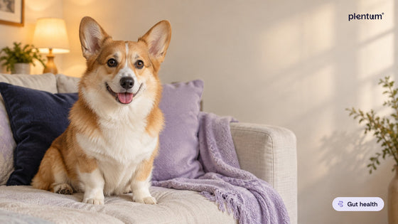 Pembroke corgi sitting calmly on a cream sofa beside a lavender throw in warm lamp light