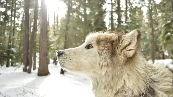 Long-haired dog standing in a snowy forest
