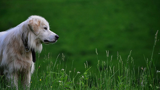 Long-haired pale dog standing in green grass