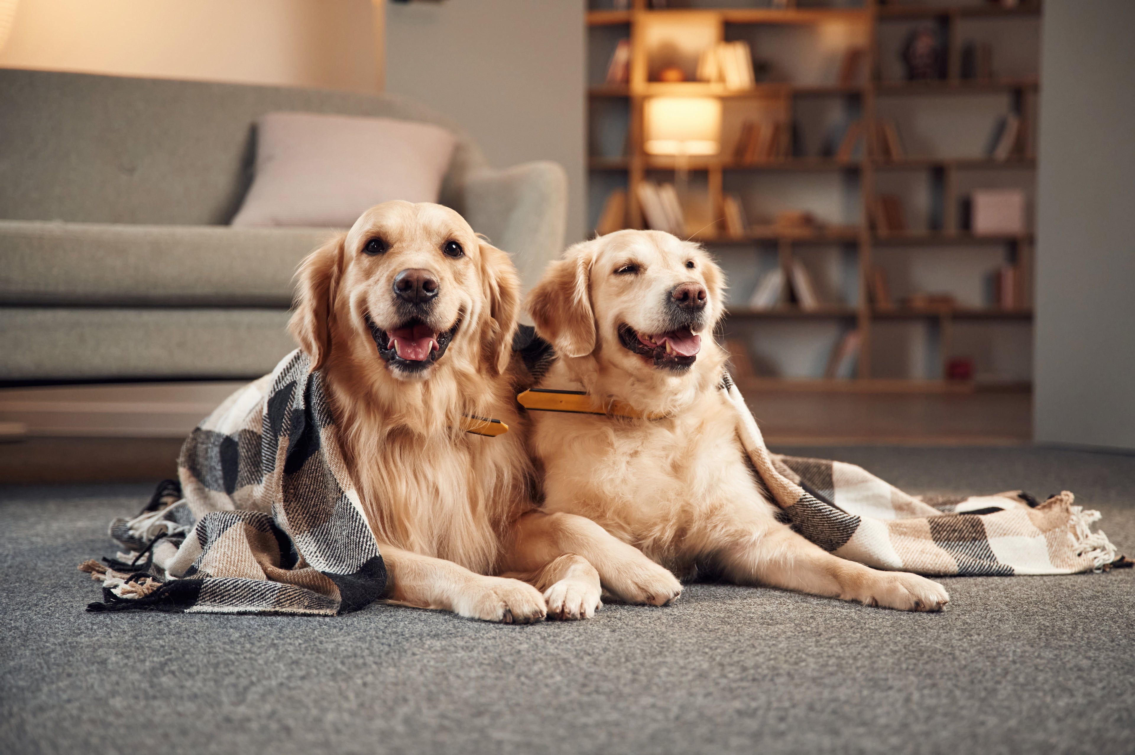 Wellness for Multi-Pet Households: Balancing Health and Harmony