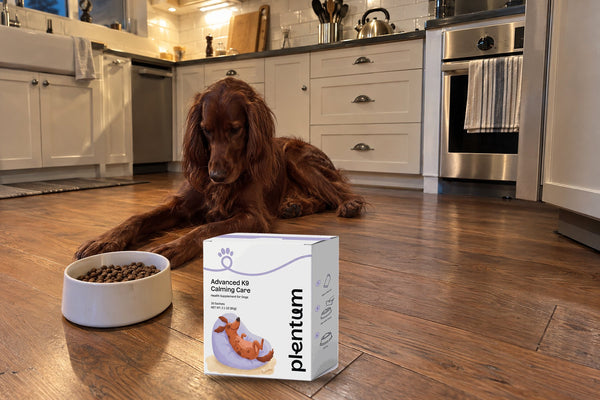 A red setter lies on a kitchen floor near a bowl of kibble and a box of Calming Care