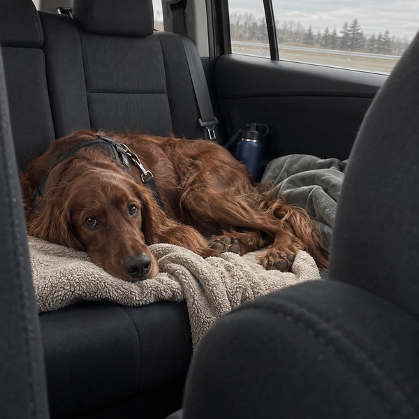 A red setter rests on a blanket on the back seat of a car