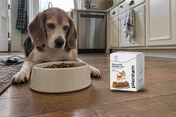 A beagle lies on a kitchen floor behind a bowl of kibble next to a box of Metabolic Care