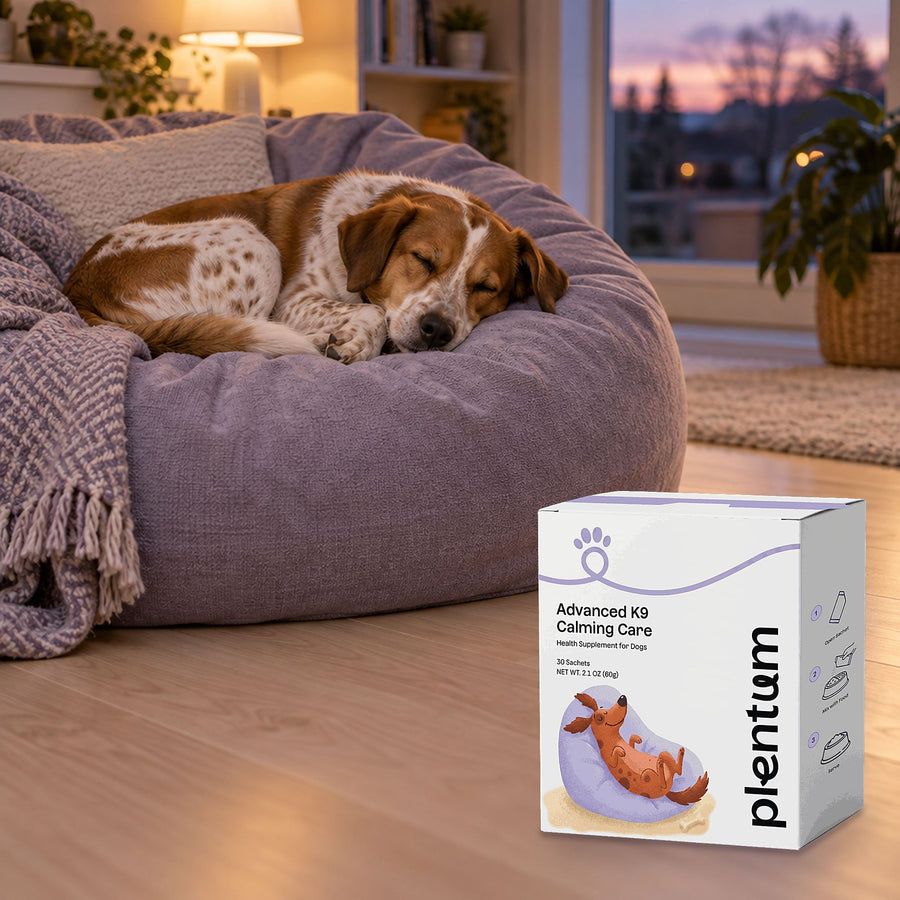 Spotted dog dozing on a lavender bean bag at dusk beside the Plentum Advanced K9 Calming Care box
