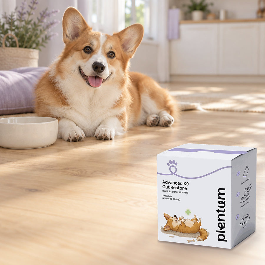 Corgi resting on a sunlit kitchen floor beside the Plentum Advanced K9 Gut Restore box