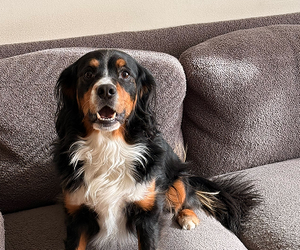 Plentum dog community