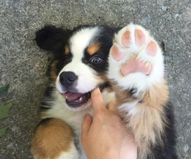 Ruby the Bernese puppy giving a paw