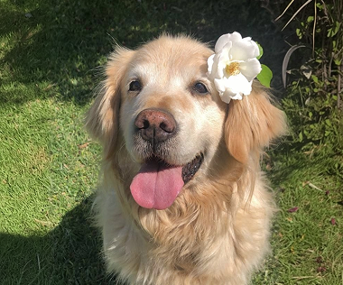 freddy, a golden retriever wearing a white flower
