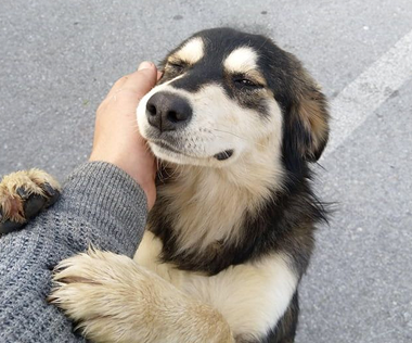 Leo leaning into a hand