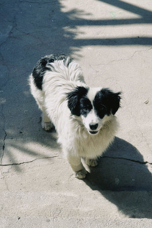 Plentum dog community