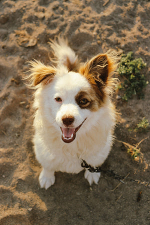 Plentum dog community
