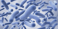 Prebiotic and postbiotic