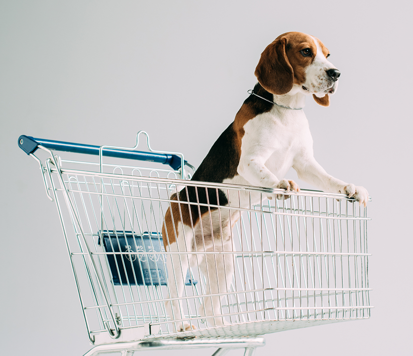 A beagle with its paws on a shopping cart