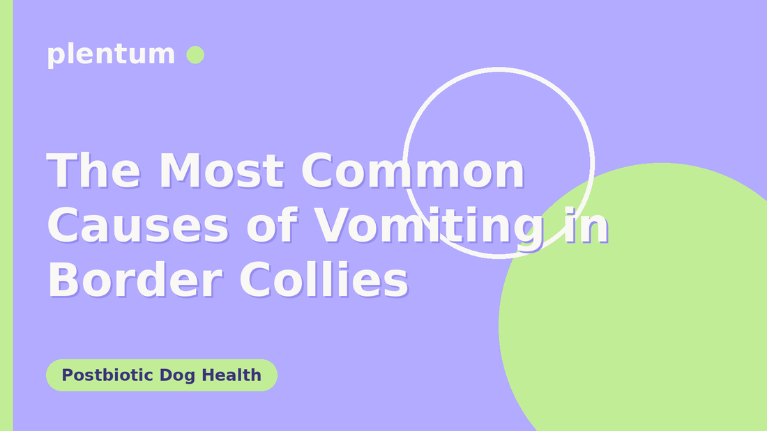 Plentum postbiotic dog supplement — The Most Common Causes of Vomiting in Border Collies