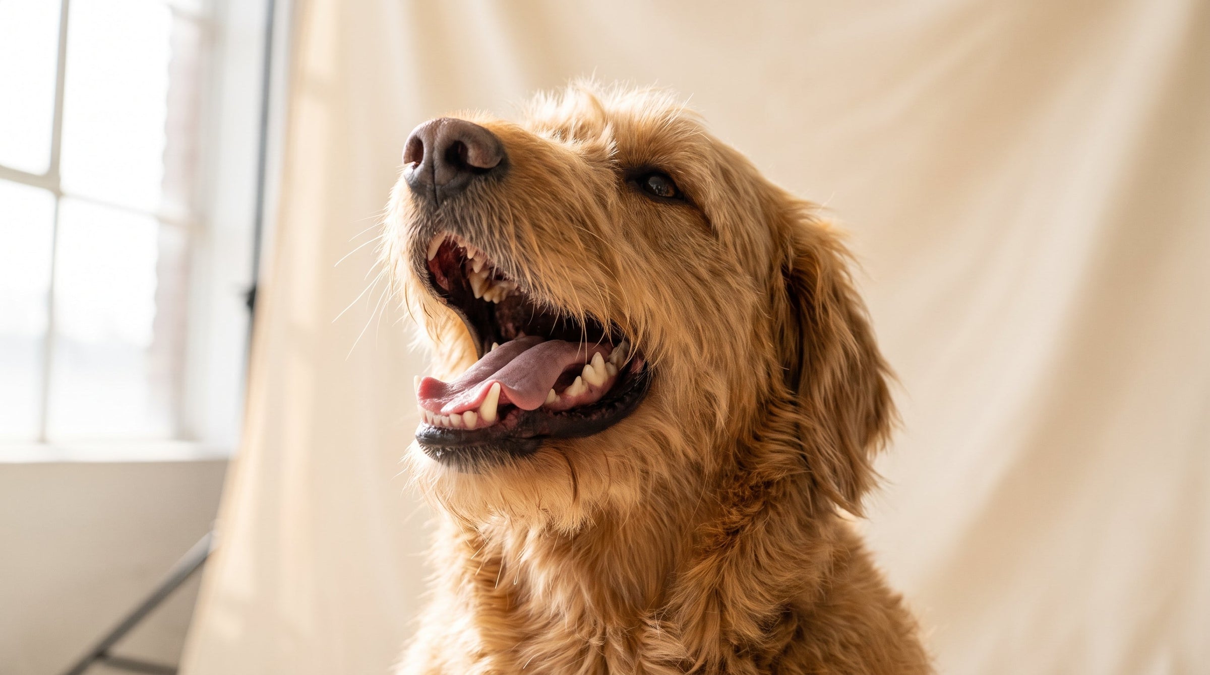 Why Dental Disease Sneaks Up on Dog Owners
