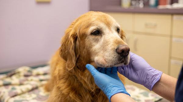 Buster his face is not swollen: A Senior Dogs Guide for Dog Owners