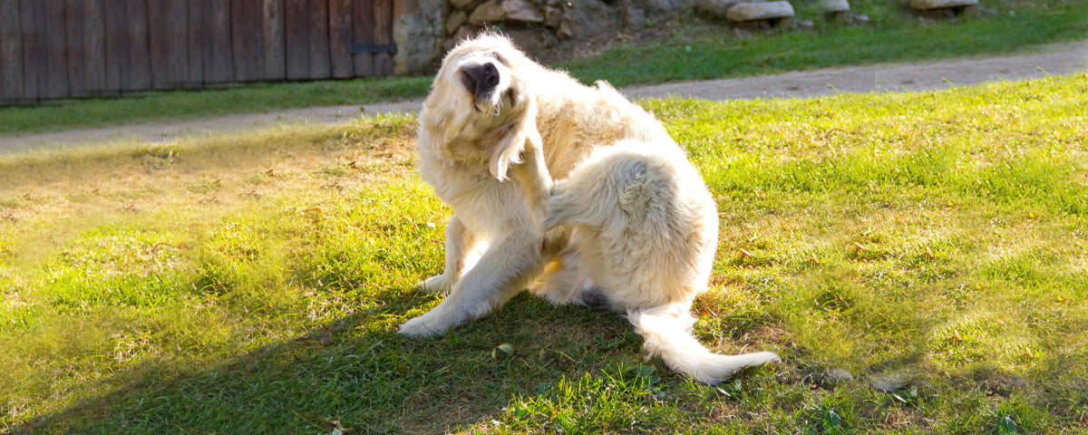 How Probiotics Can Help Dogs with Allergies and Skin Issues