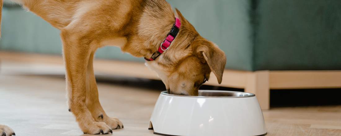 5 Alarming Signs of Poor Gut Health in Dogs That Every Pet Parent Needs to Know