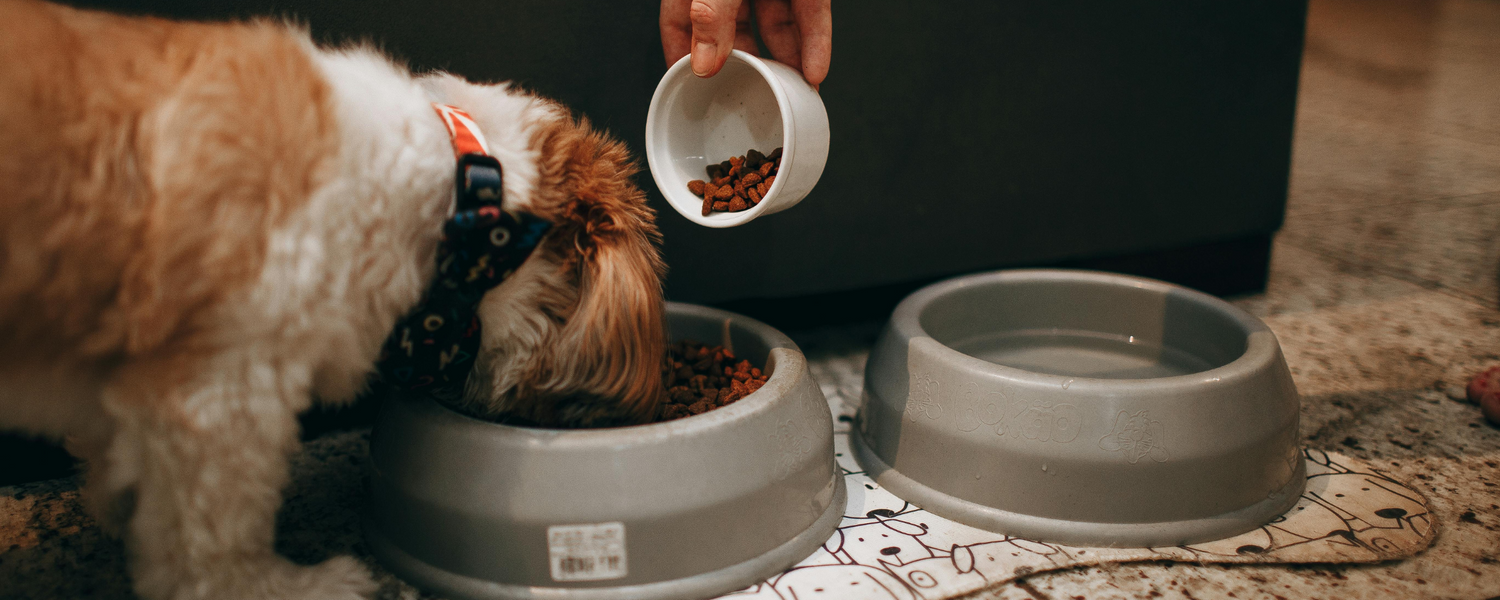 Top 5 Dog Foods for Gut Health with Reviews & Comparisons That Your Pup Will Love