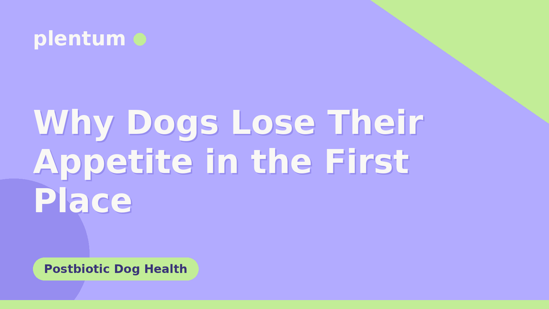 Plentum postbiotic dog supplement — Why Dogs Lose Their Appetite in the First Place
