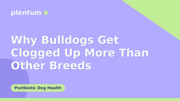 Plentum postbiotic dog supplement — Why Bulldogs Get Clogged Up More Than Other Breeds