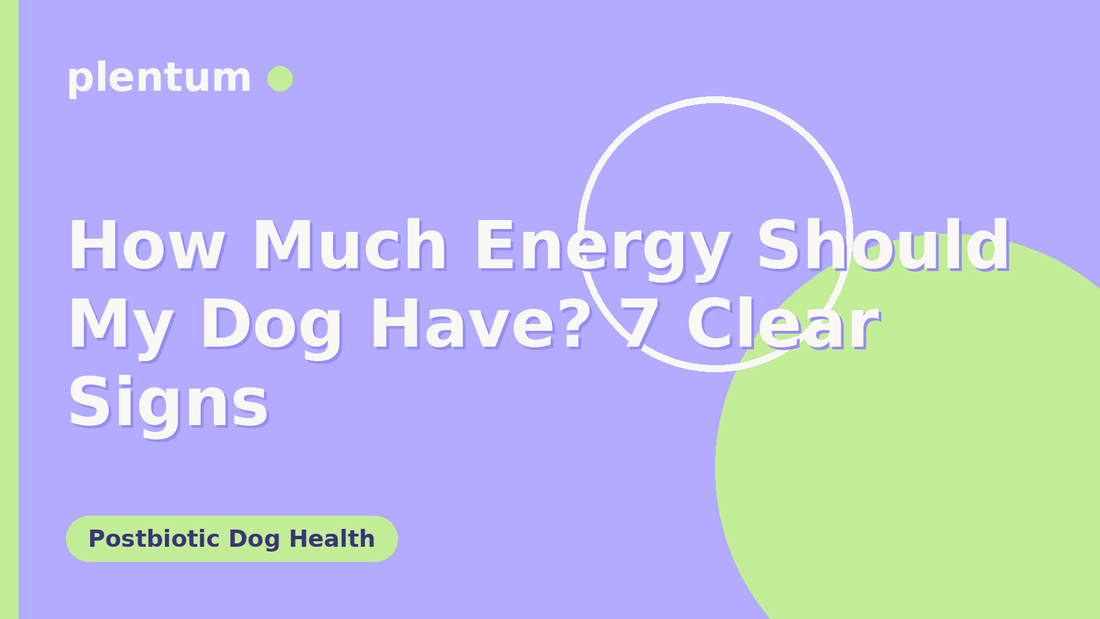 Plentum postbiotic dog supplement — How Much Energy Should My Dog Have? 7 Clear Signs